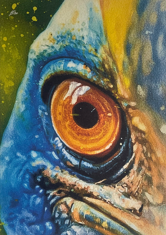Close encounters with a Cassowary