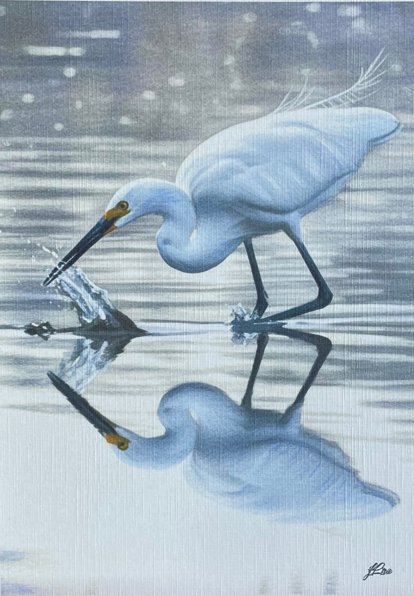 Little Egret