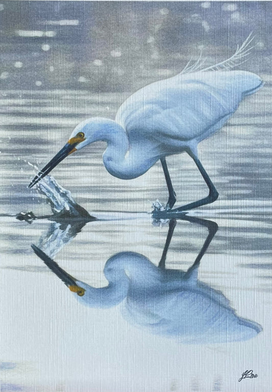 Little Egret