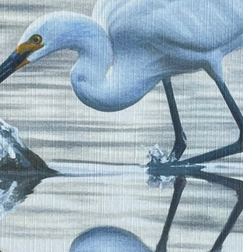 Little Egret