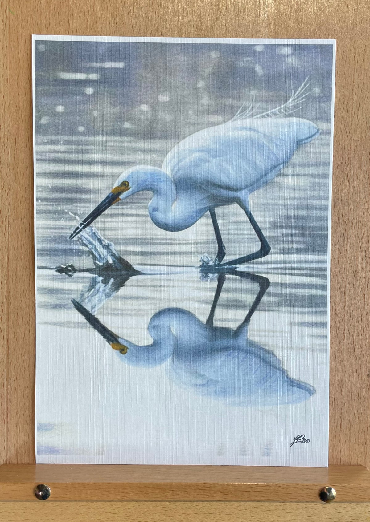 Little Egret
