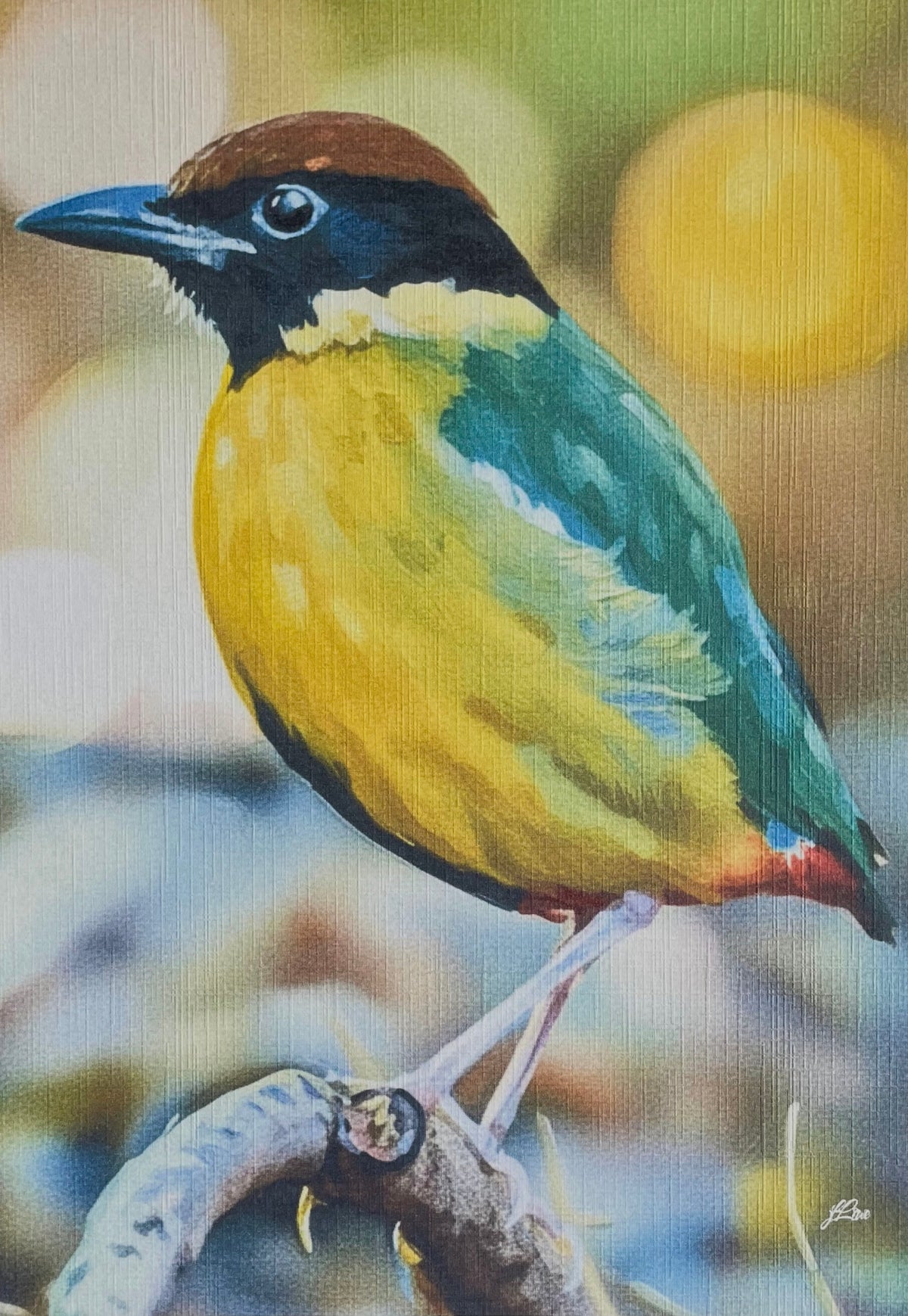 Noisy Pitta