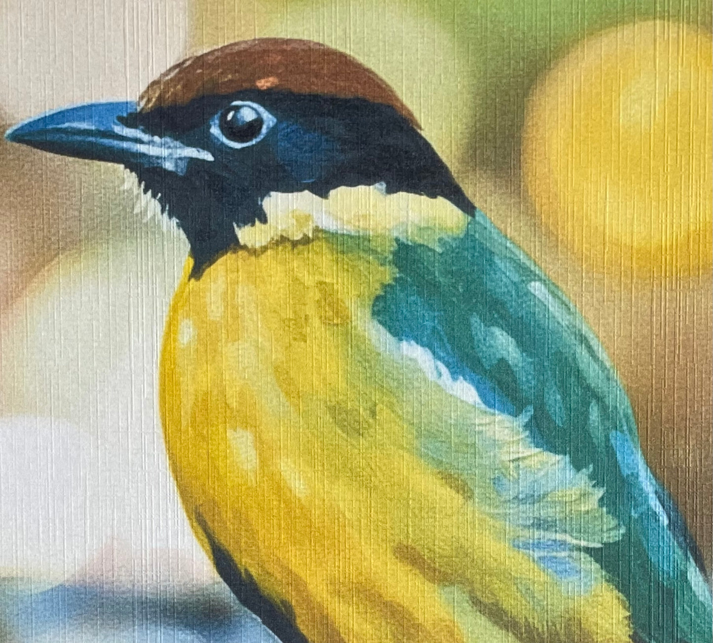 Noisy Pitta