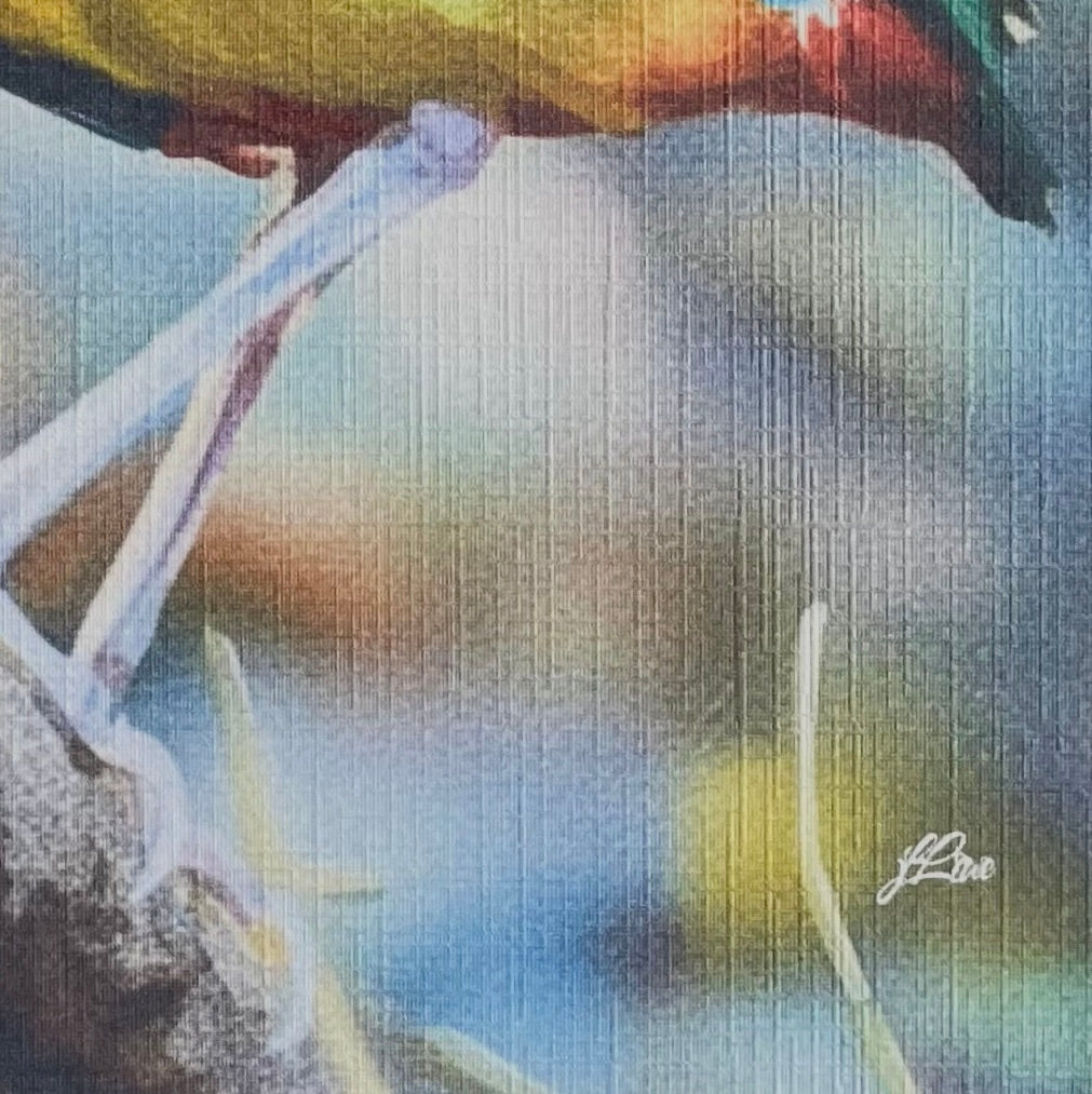 Noisy Pitta